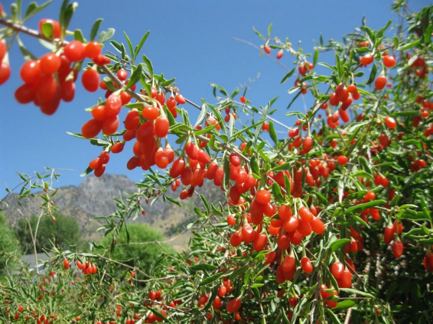 La couronne est large et étalée
