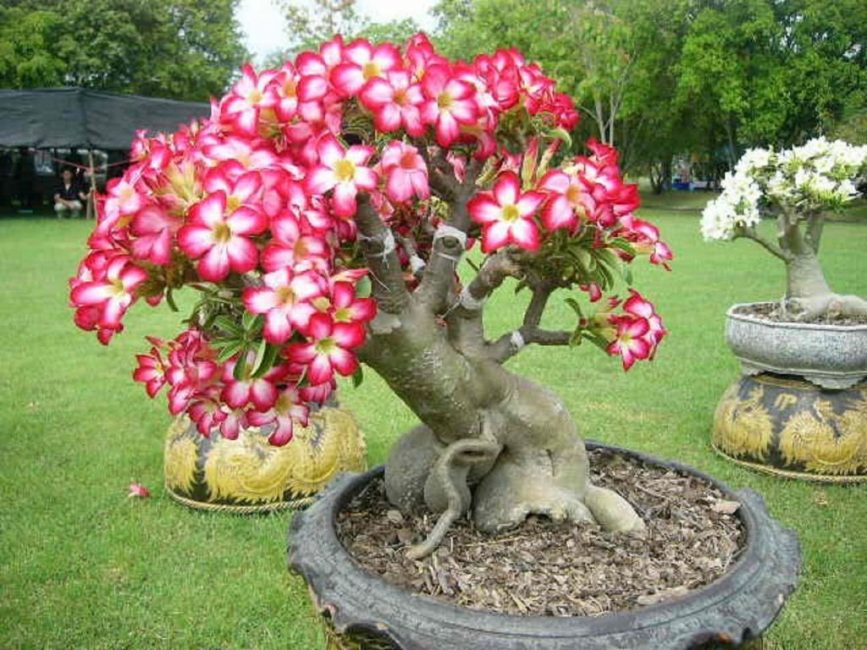 Adenium - une merveilleuse décoration du jardin en été