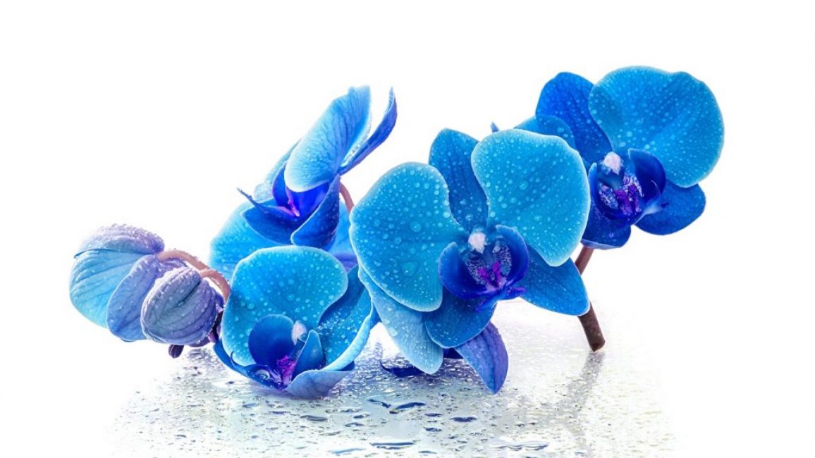 Charmante orchidée papillon bleue