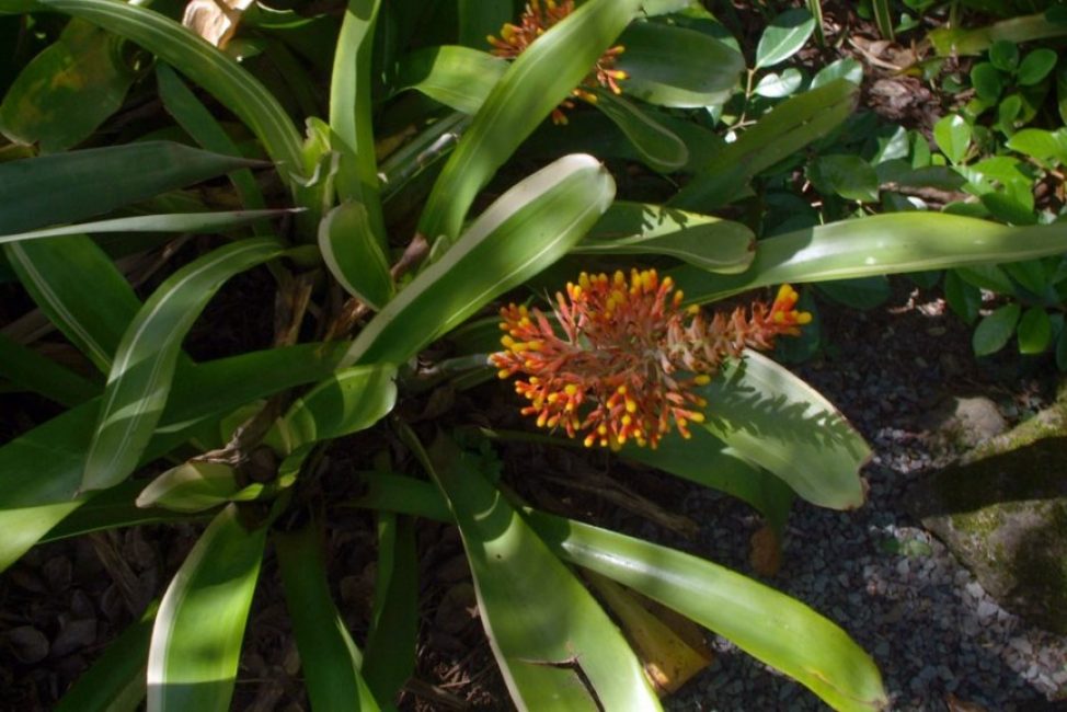 Aechmea caudata