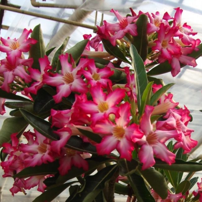 Adénium boehmiaum