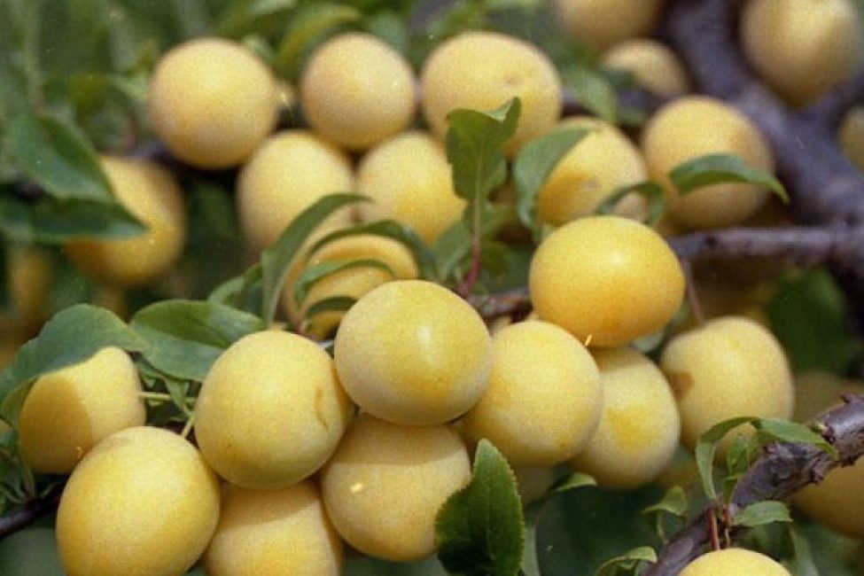 Cadeau à Saint-Pétersbourg