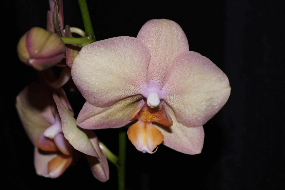 Phalaenopsis Legato