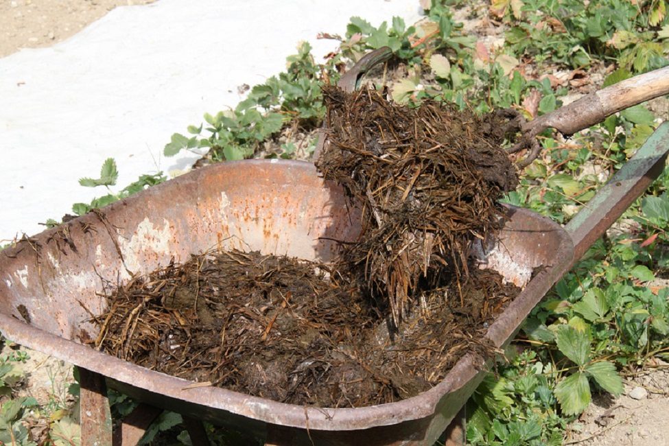 Fumier - un composant naturel de collage et antiseptique du lait de chaux
