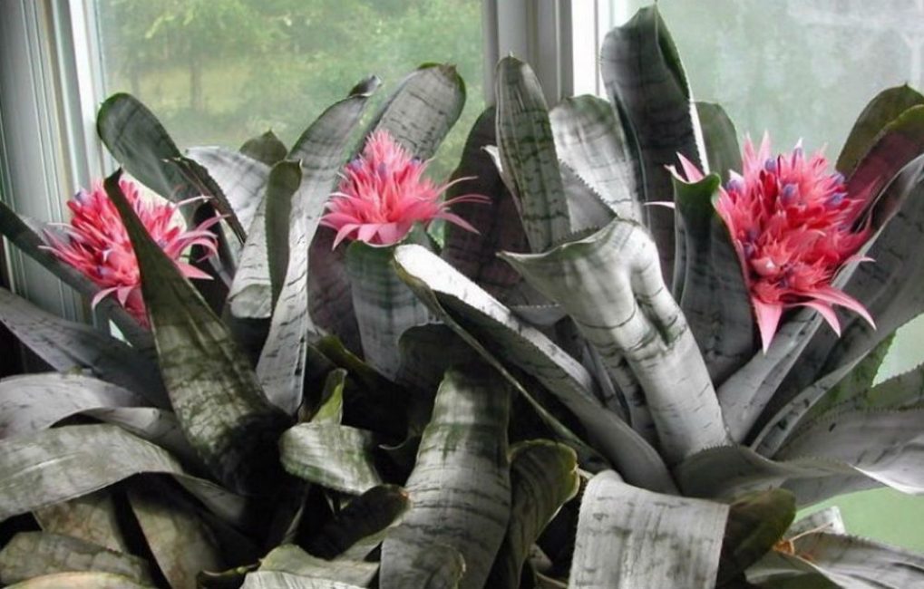 Belle floraison dans des conditions favorables