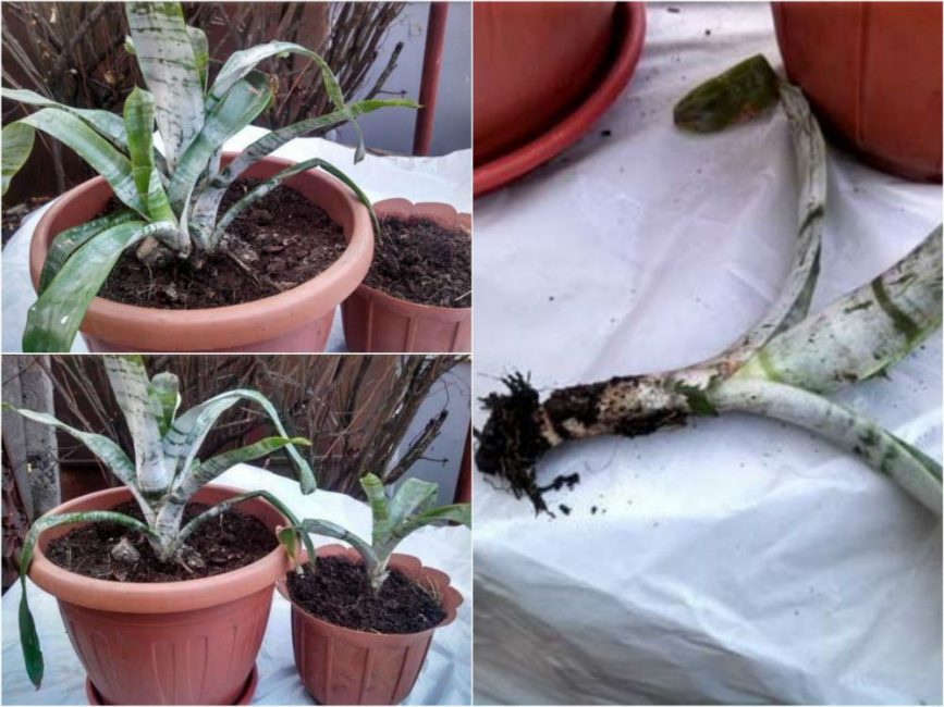 Reproduction par pousses