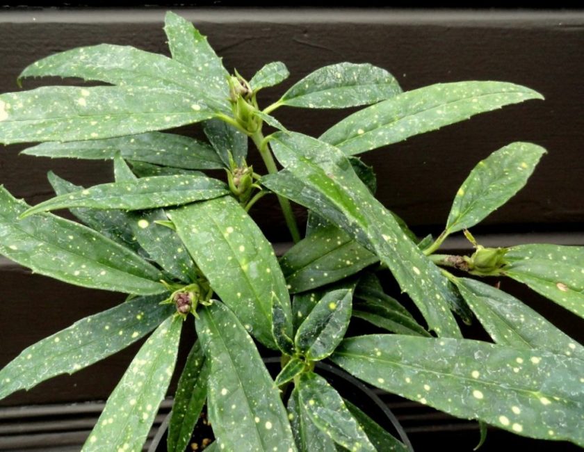 Aucuba himalayen (A.Himalaica)