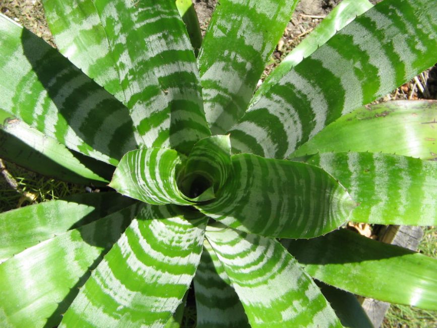 Divers facteurs peuvent influencer le manque de floraison.