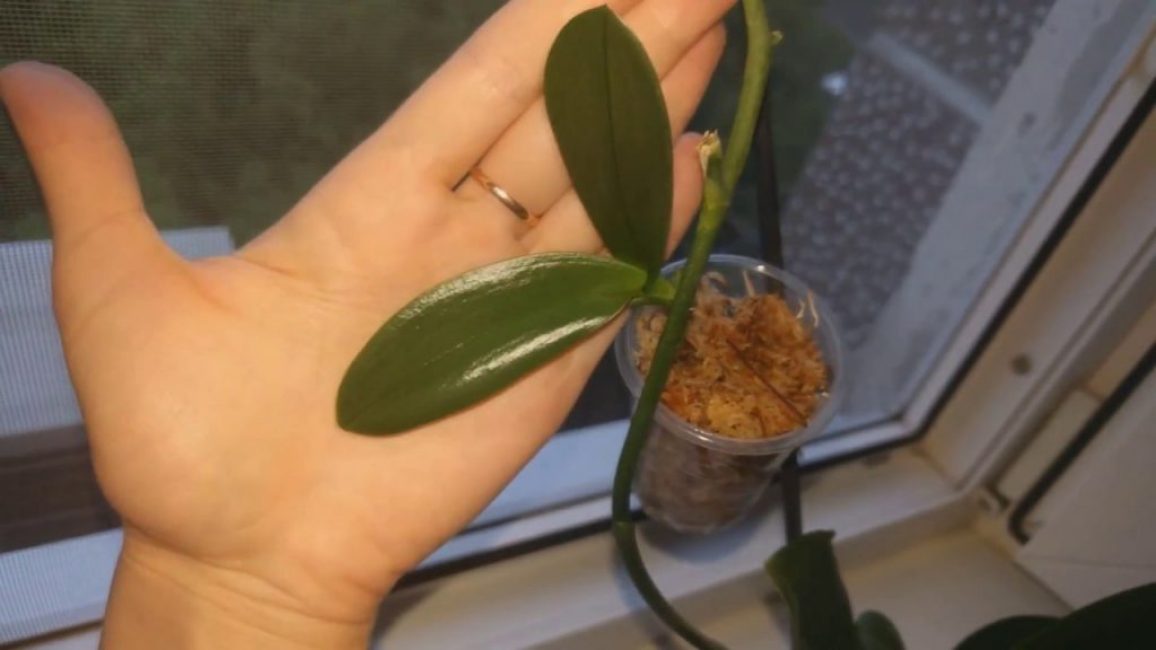 Le bébé est apparu sur le pédoncule