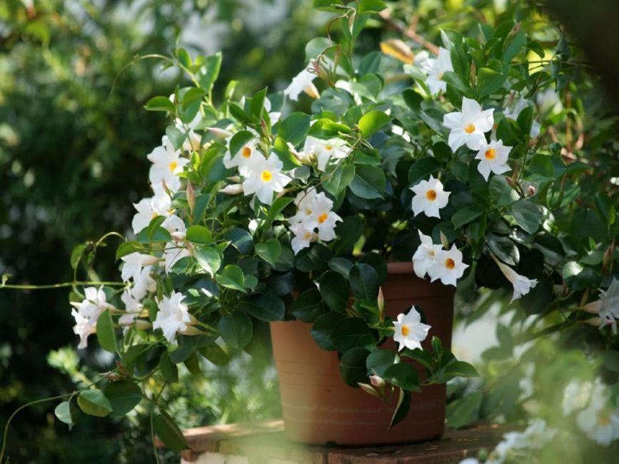 La beauté sud-américaine en fleurs