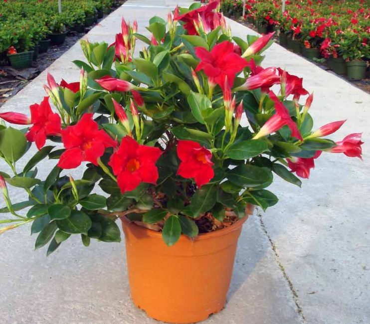 Couleurs saturées - un accent lumineux