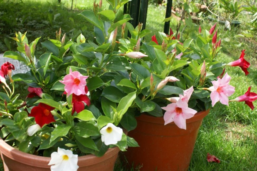 L'été passe au jardin