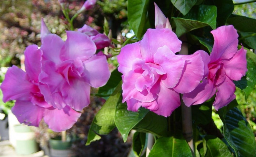 Variété à fleurs roses intenses