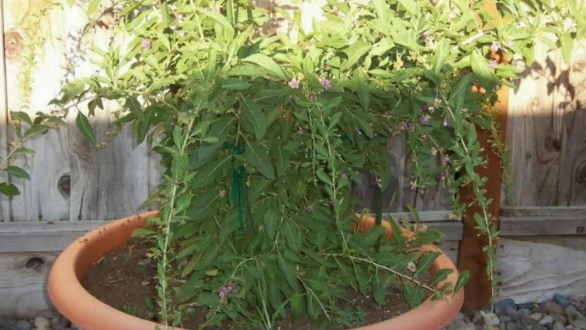 Le sol doit être meuble, léger, avec une acidité neutre ou légèrement alcaline.