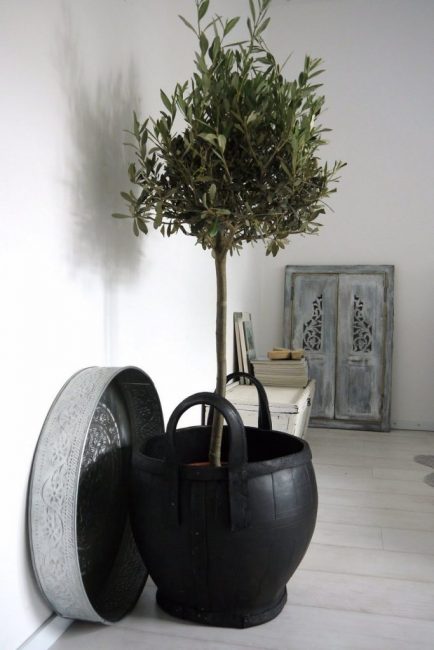 Un olivier qui a survécu à plusieurs greffes