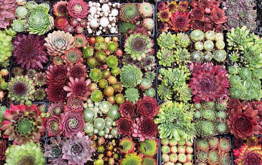 Diversité des espèces jeunes