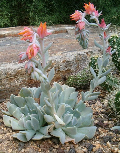 Echeveria - une plante semblable aux jeunes