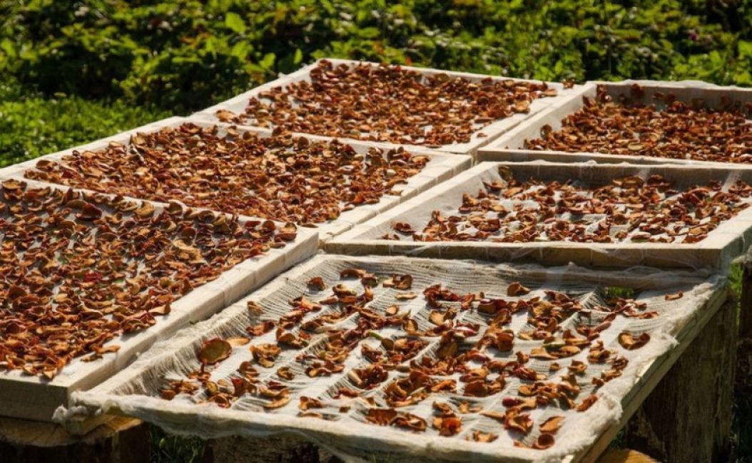 Séchage des pommes disposées sur des plaques à pâtisserie à l'extérieur