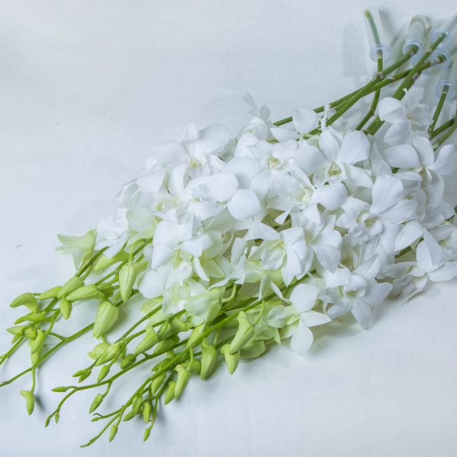 fleurs d'orchidées blanches