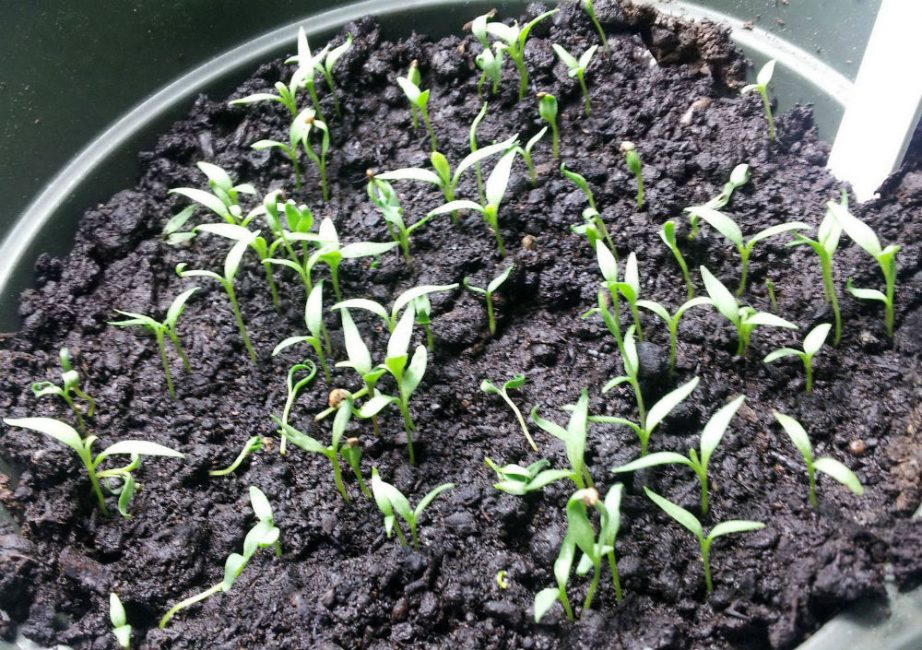 Reproduction par graines