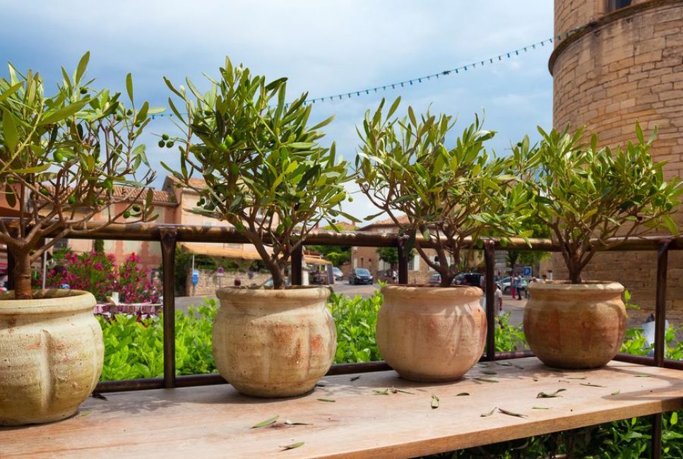 Pots en argile avec olives après la première greffe