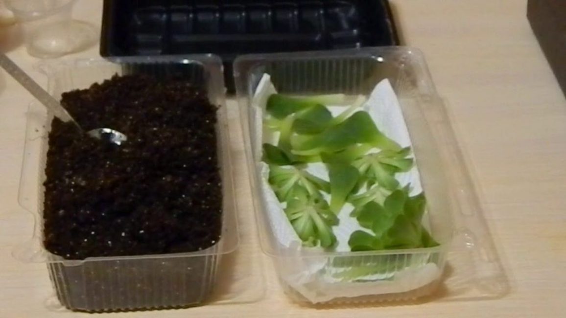 La reproduction était jeune à l'aide de boutures feuillues