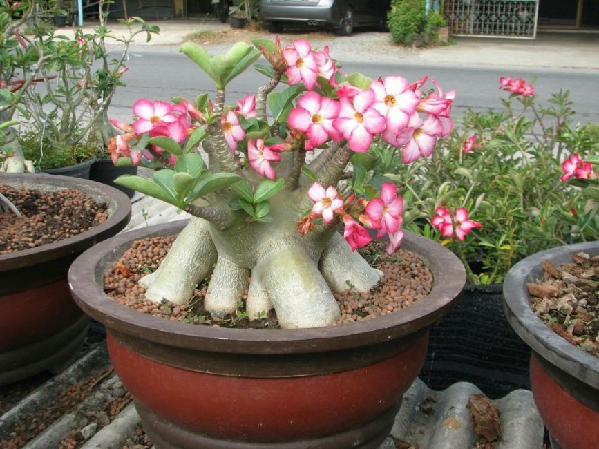 Adeniums - soins à domicile