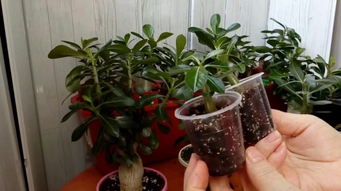 Soins à domicile Adénium