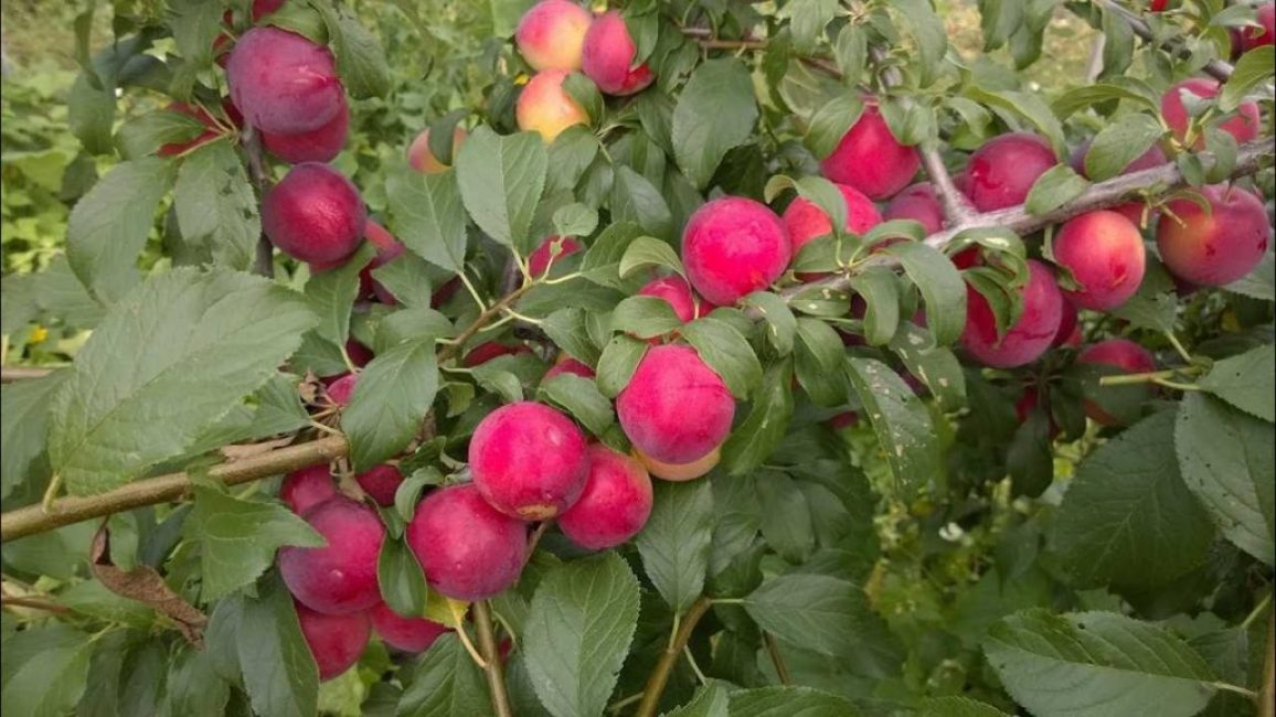 Prune cerise à gros fruits