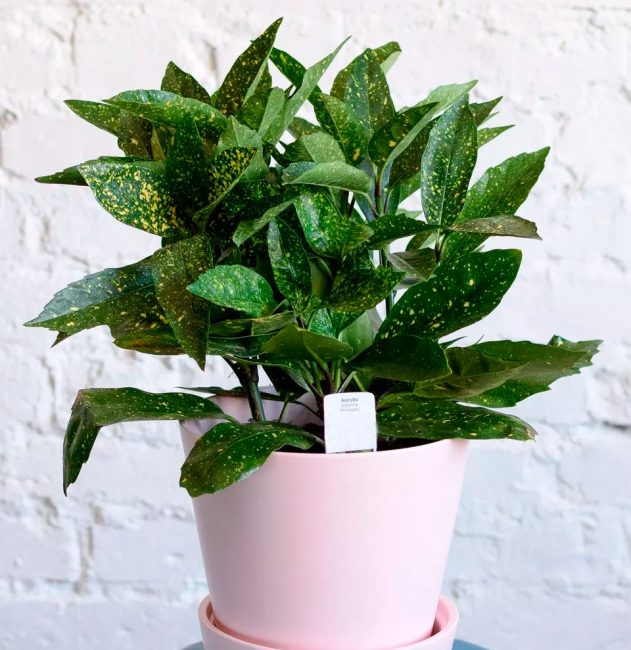 Aucuba : soins à domicile