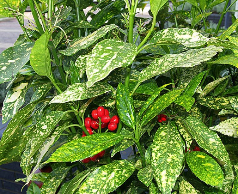 Aukuba japonais (A. Japonica)