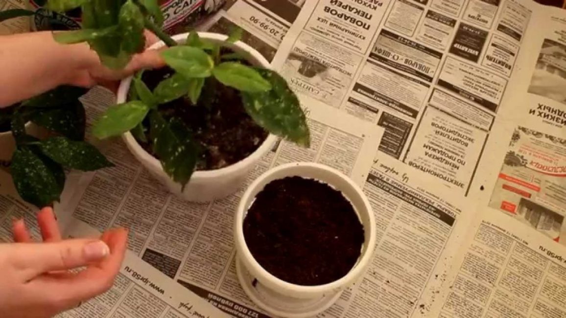 Aukuba japonais : élevage