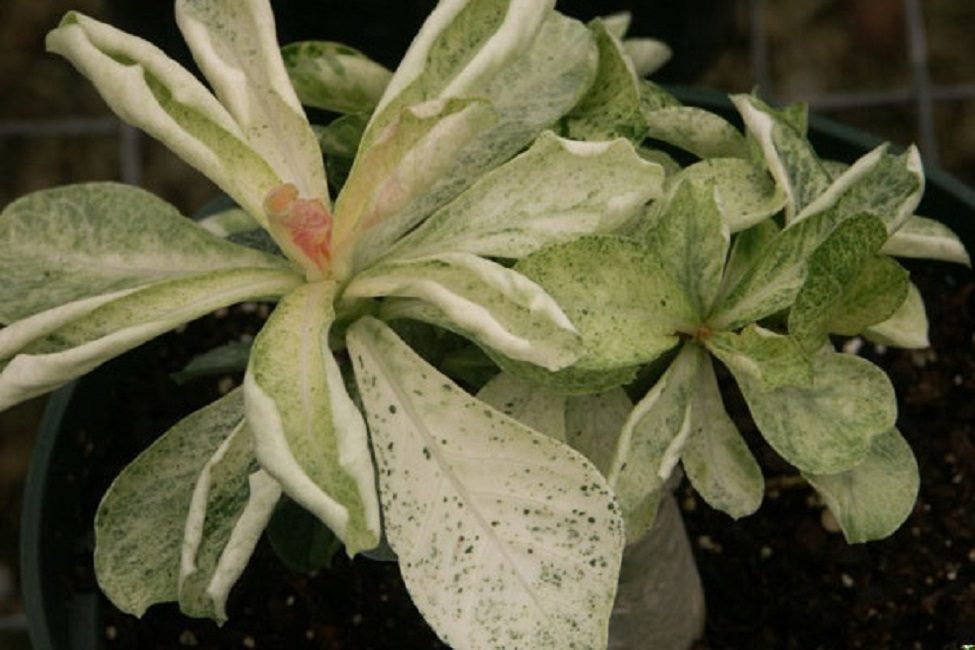 Maladies de l'adénium