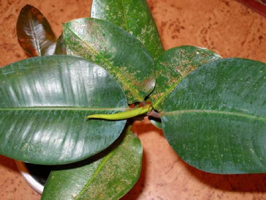 maladie du ficus