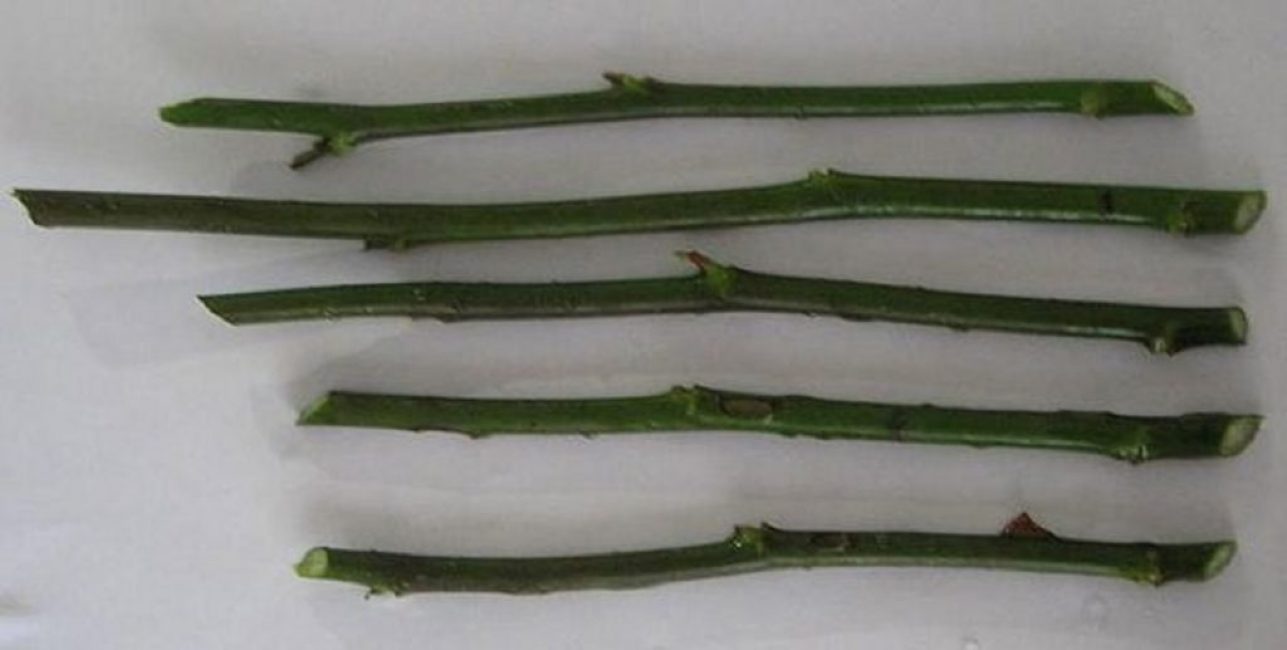 Division des pousses en boutures