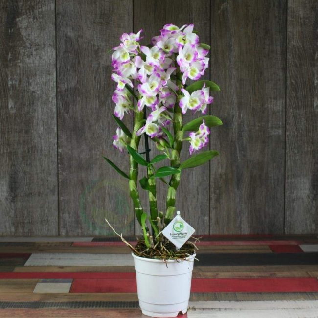 dendrobium