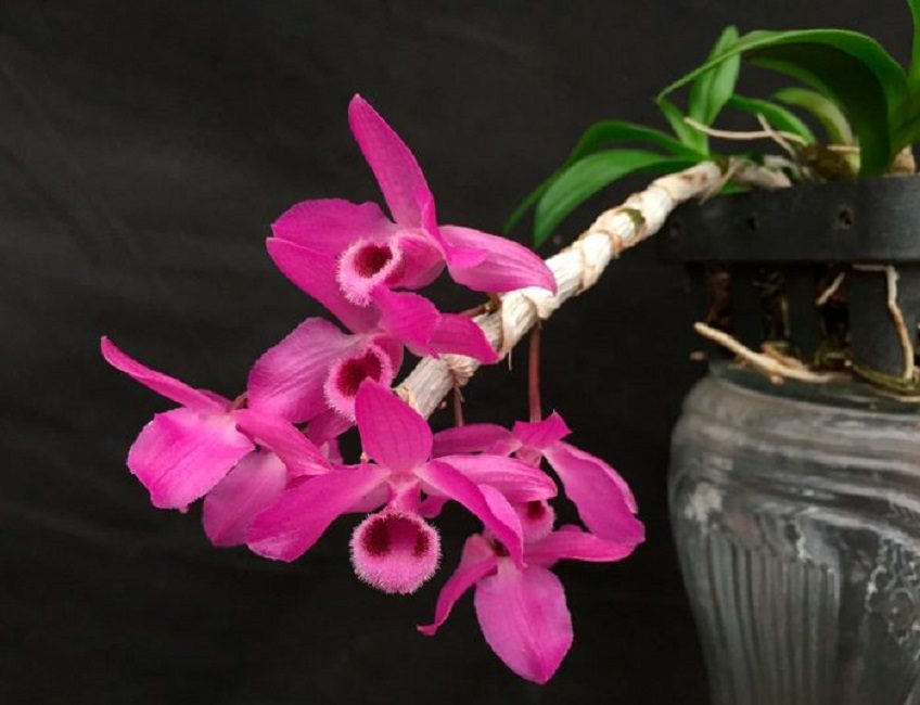 Dendrobium parisii