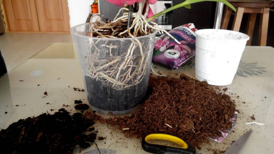 Greffe de dendrobium