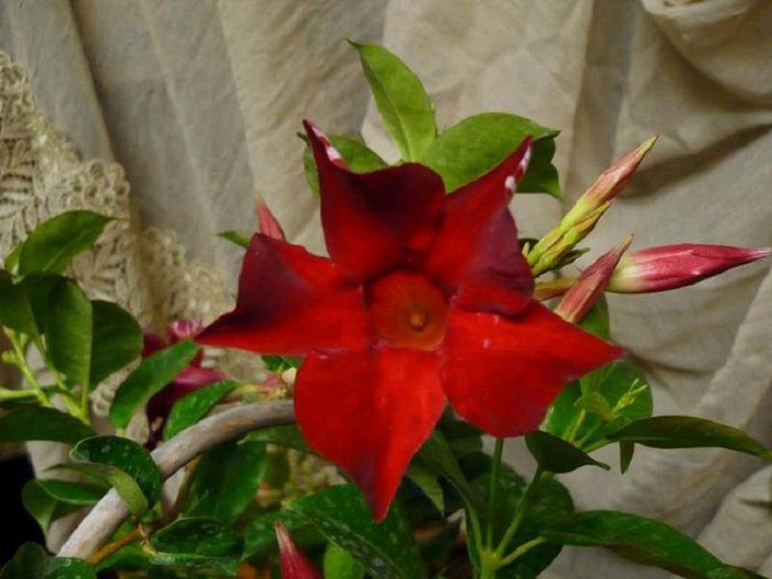 Dipladénia splendens