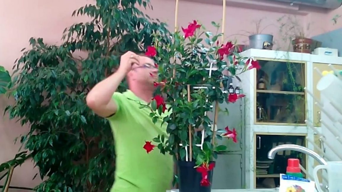 Dipladenia (Mandevilla) - soins à domicile