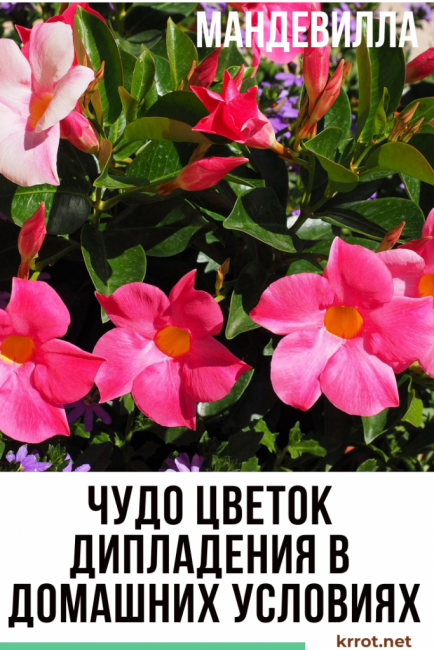 Diplomatie à la maison