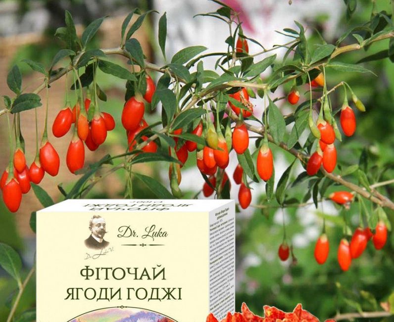 PHYTO TEA BAIES DE GOJI