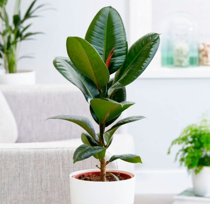 Ficus caoutchouteux