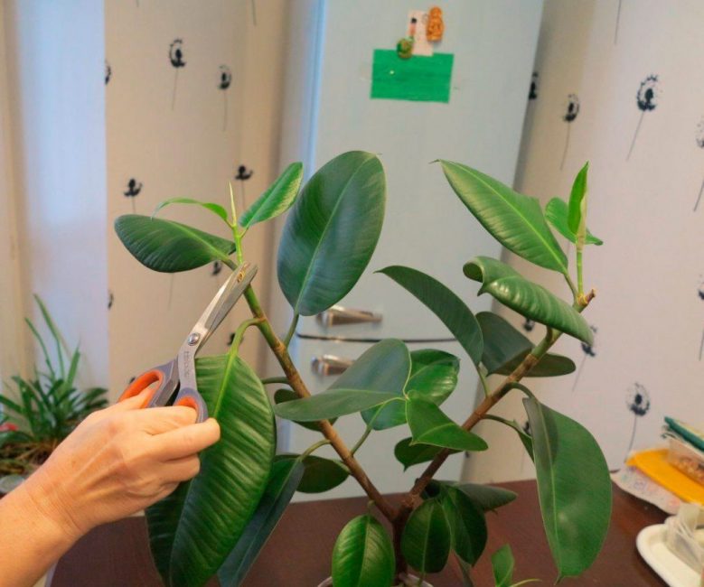 Entretien du caoutchouc Ficus à la maison