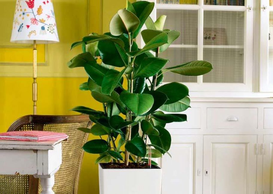 Ficus caoutchouteux