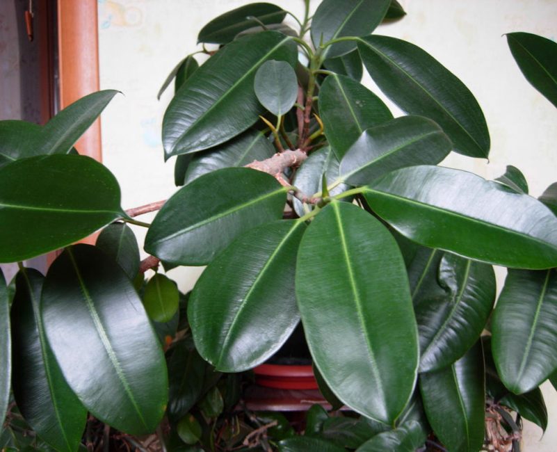 Ficus caoutchouteux