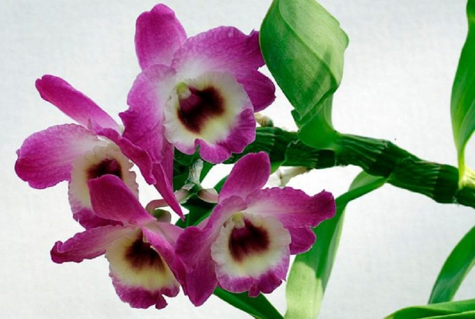 Photo : Dendrobium nobile