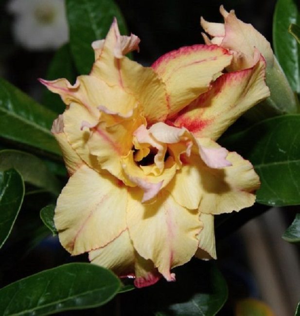 Photo: années d'or d'adénium