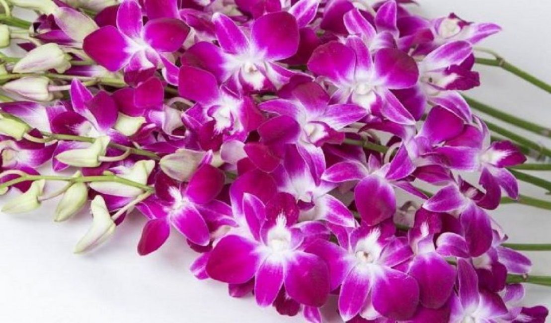 Photo d'une orchidée : la floraison chic captive le regard