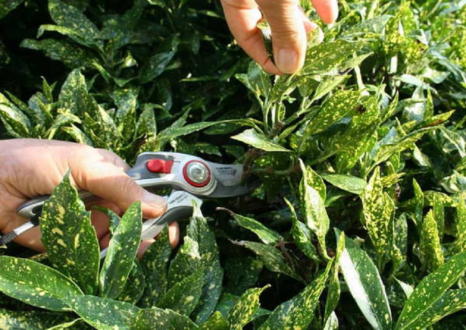 Photo: soins à domicile - de préférence coupé avec un sécateur